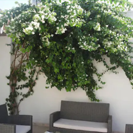 Asmin Hotel Bodrum